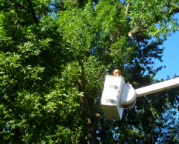 Tree Service