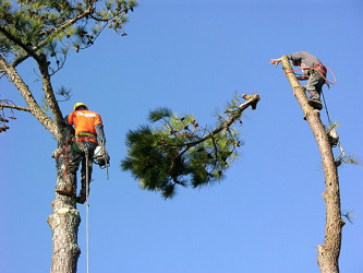 Tree Service
