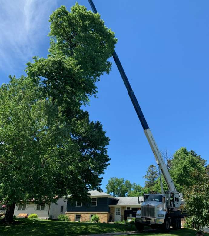 Residential Tree Service