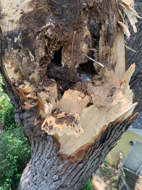 storm damage tree service