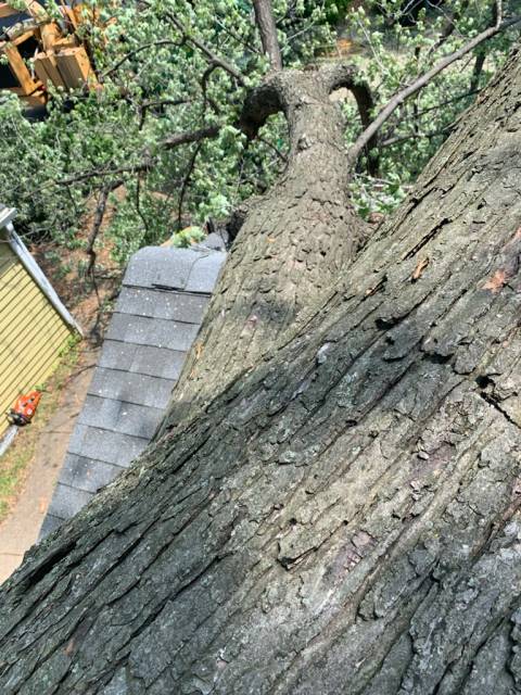 storm damage tree service