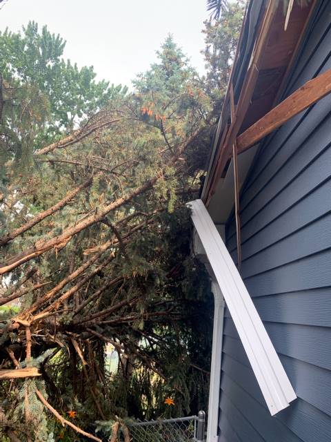 Commercial Tree Care Example