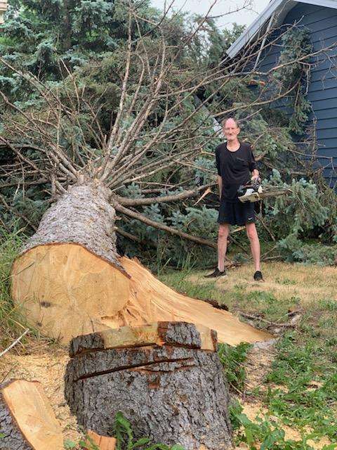 tree removal problems